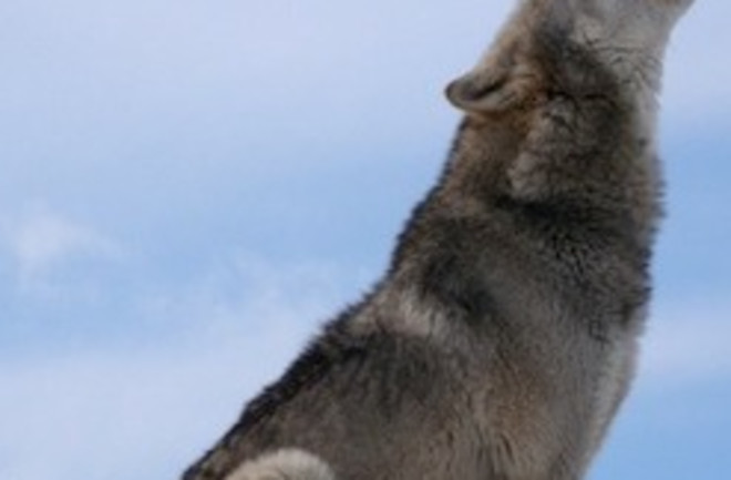 gray wolf