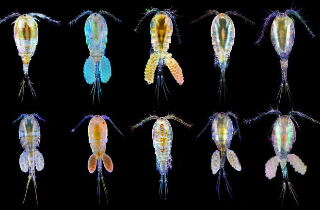 copepod species