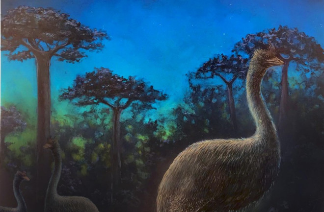 Giant nocturnal elephant birds are shown foraging in the ancient forests of Madagascar at night. CREDIT John Maisano for the University of Texas at Austin Jackson School of Geosciences