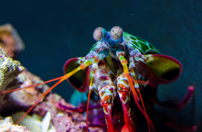 Peacock mantis shrimp