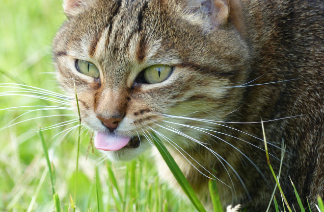 Cat chewing grass