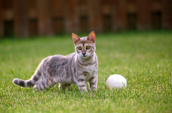 Cat with ball