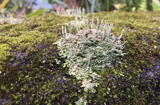 Lichens - Field Museum