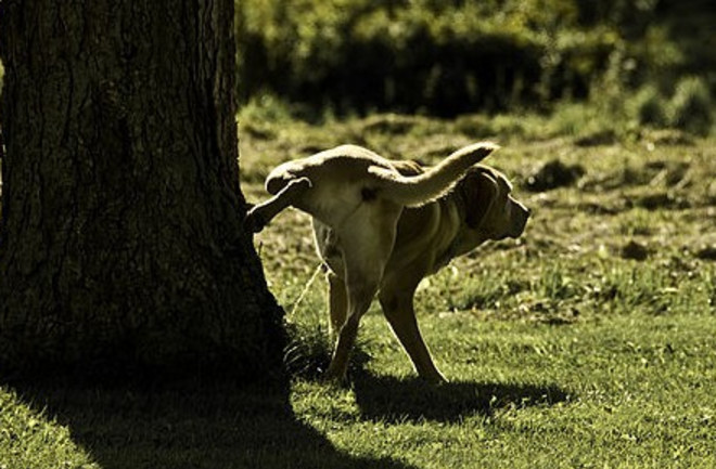 640px-Natures_Fire_Hydrant-e1533100301317.jpg