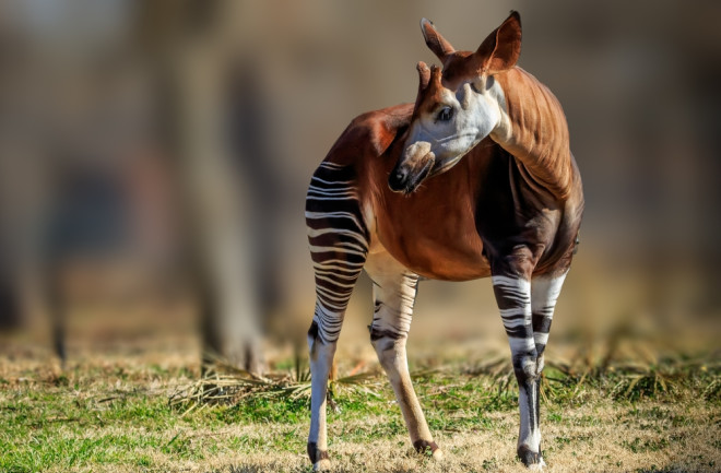 adult okapi