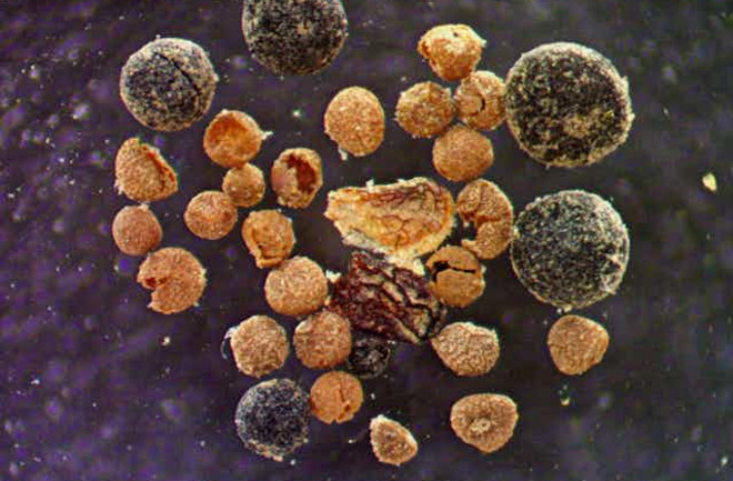 ancient-frozen-seeds