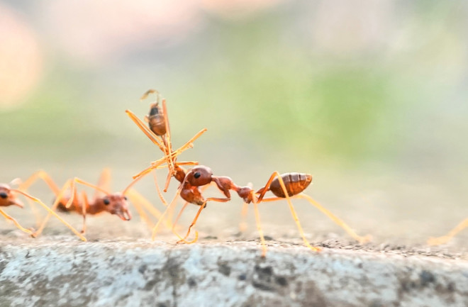 Ants carrying hurt or dead ant