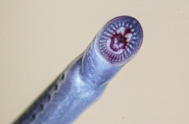 Australian Brook Lamprey