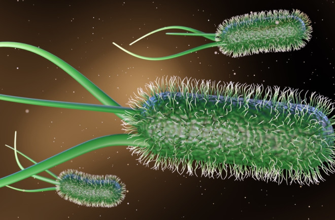 bacteria-colony