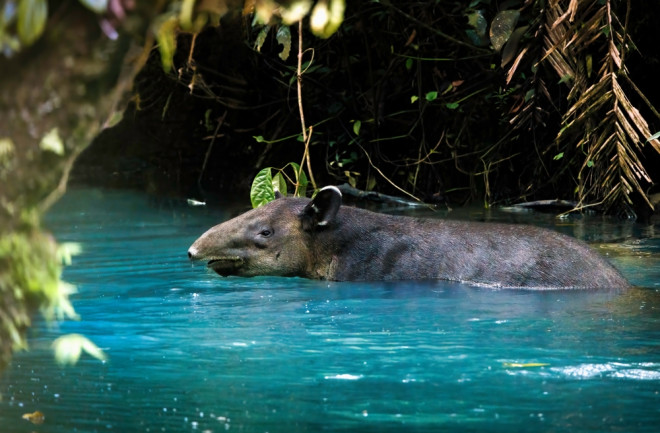 bairds tapir swimming