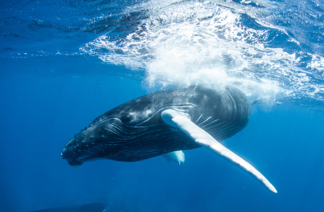 Baleen whale swimming