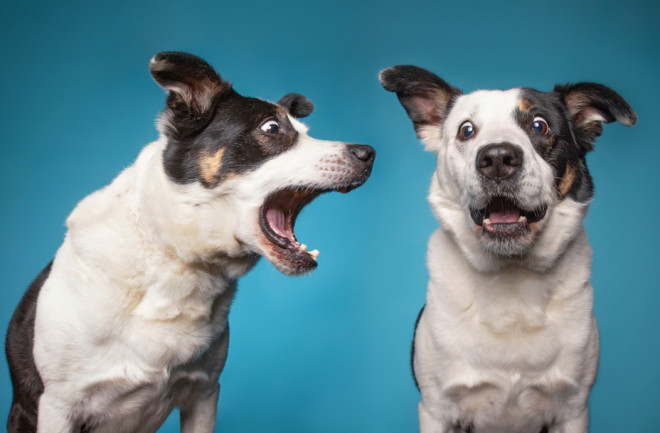 Dog barking