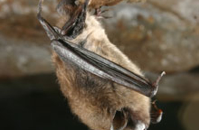 bat-white-fungus.jpg
