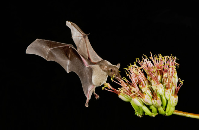 Bat
