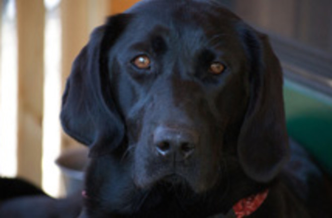 black-lab.jpg