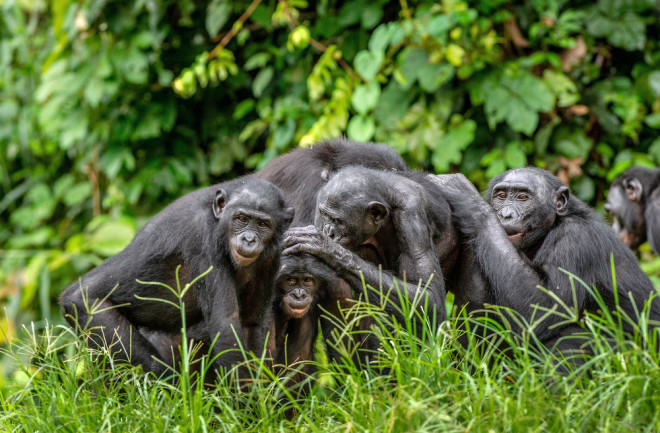 Bonobos