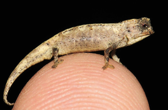 Brookesia nana Fig4A