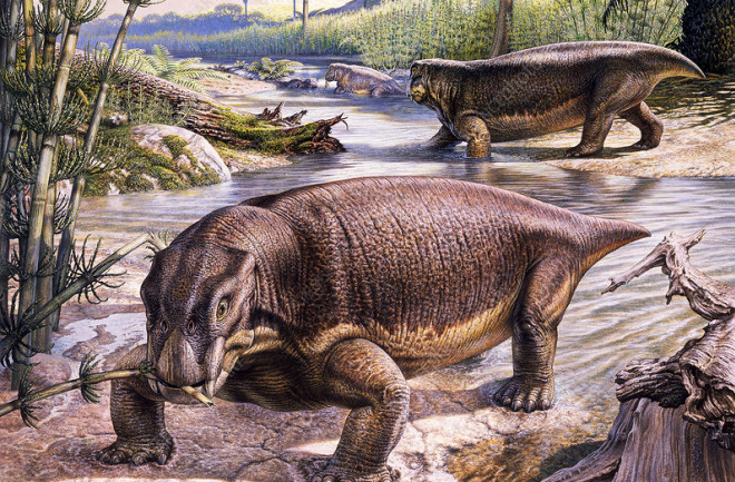 C0354174-Lystrosaurus therapsids, illustration