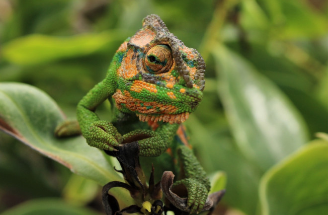 A chameleon camouflaged among green leaves, displaying a mix of green and orange hues