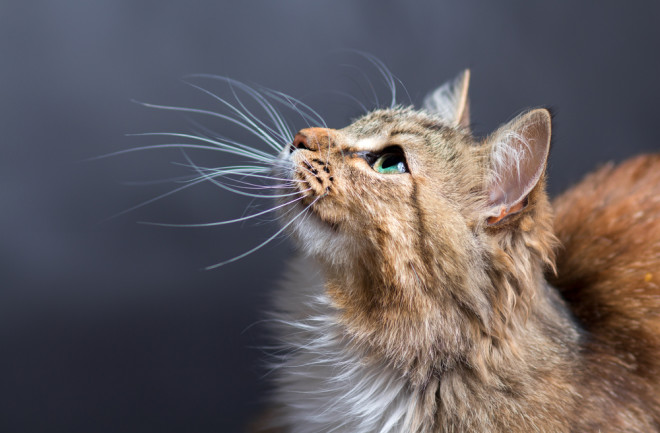 A cat with long whiskers