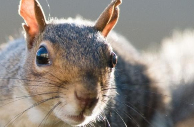 Celebrate Squirrel Day
