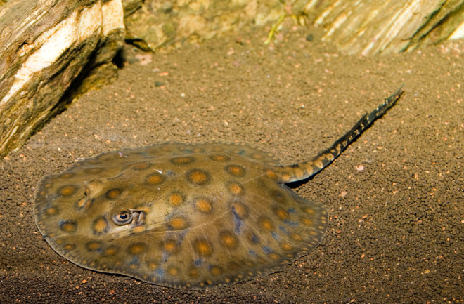 A round ray (Urolophus halleri) sitting above the sand. 