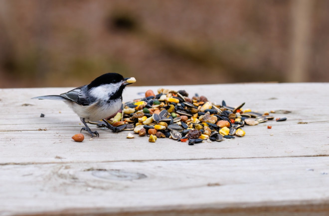 Chickadee Seeds