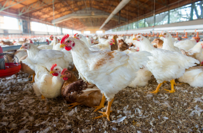 Chickens on a farm