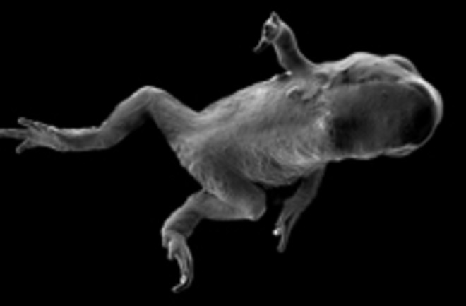 chytrid-frog.jpg