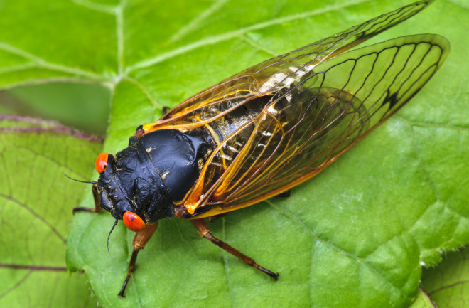 Cicadas