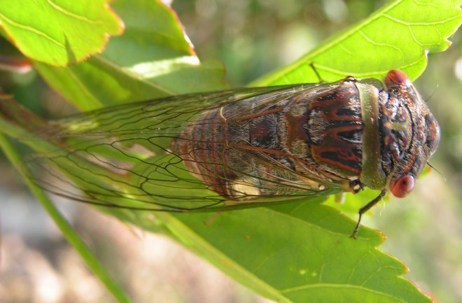 Cicada close up
