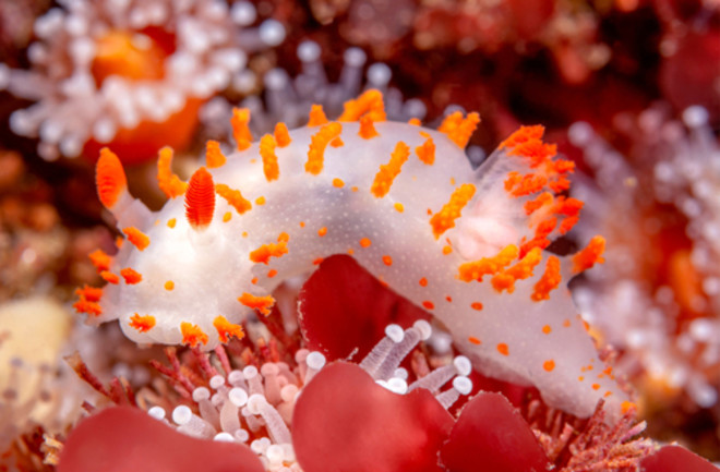 clown Nudibranch