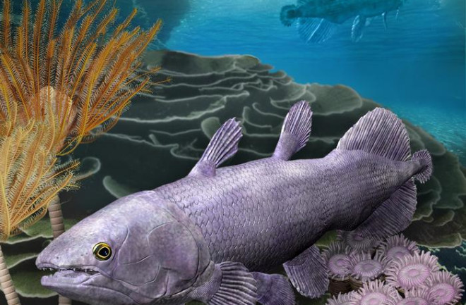 A live recreation of the Ngamugawi wirngarri coelacanth swimming underwater in its natural habitat