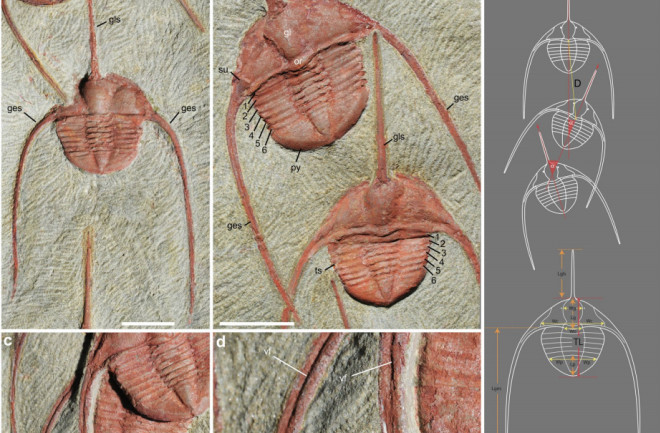 Nearly half a billion years ago, trilobites may have been capable of some kinds of collective behavior associated with modern animals. (Credit: Vannier et al 2019, https://doi.org/10.1038/s41598-019-51012-3)