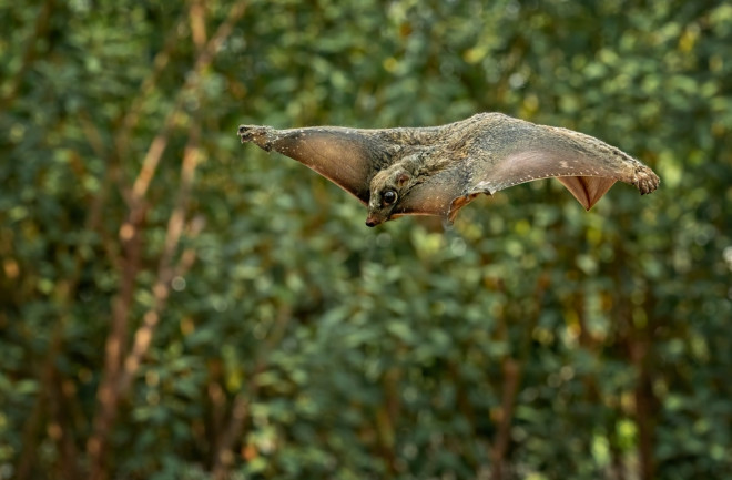Colugo flying lemur