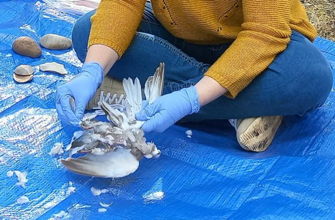  A scientist de-feathers a bird as part of an experiment to recreate Neanderthal cooking techniques