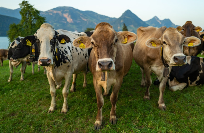 cows-in-a-meadow