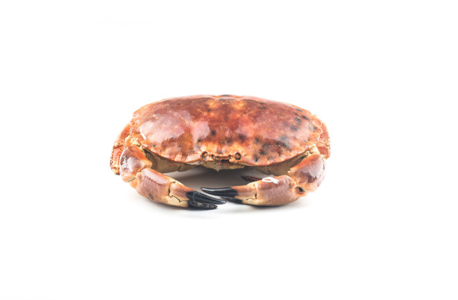 Cooked brown crab