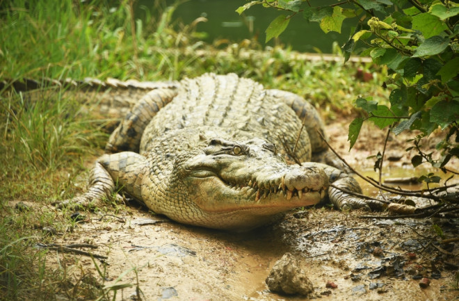 Crocodile