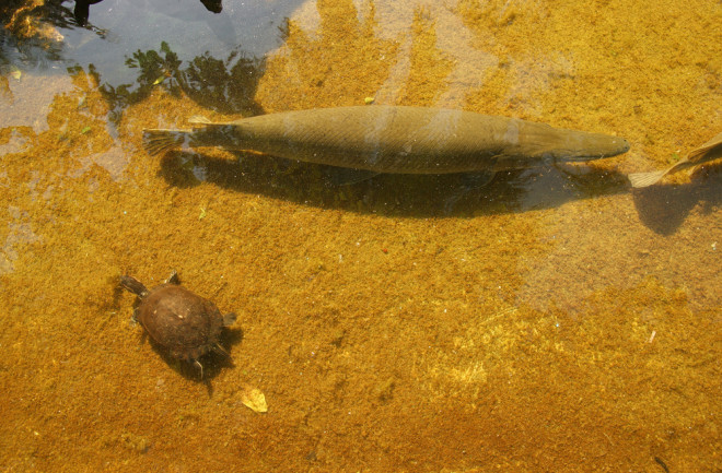 cuban gar