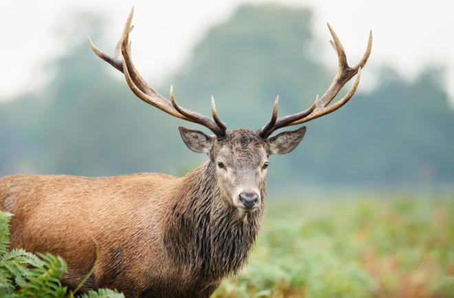Deer with antlers