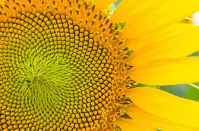 detailed sunflower with seeds fibonacci sequence 