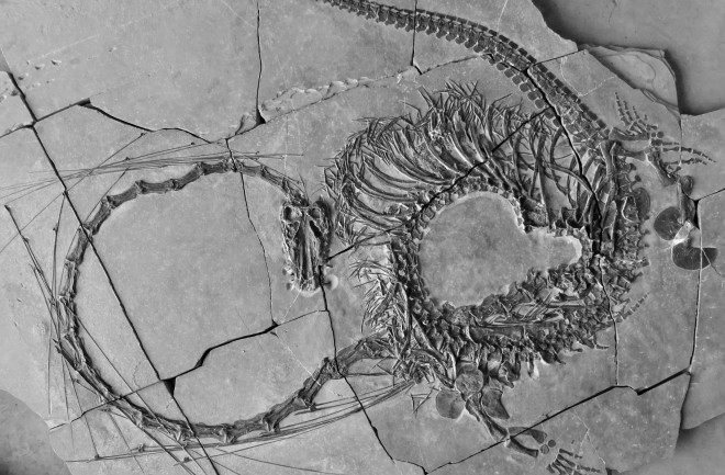 Dinocephalosaurus orientalis. Image © national Museums Scotland