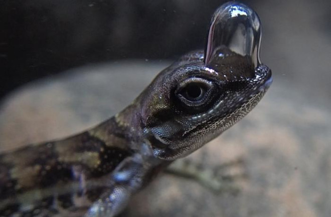 water anoles produce special bubbles over their nostrils to breathe underwater 