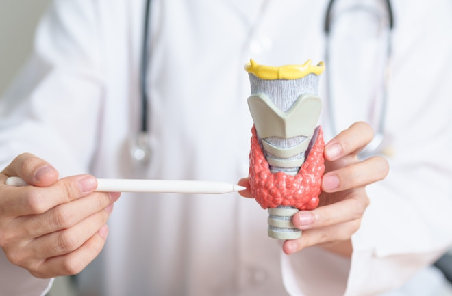 Doctor displaying a thyroid anatomy model showing hyperthyroidism