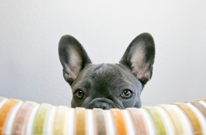 Dog eyes that are staring