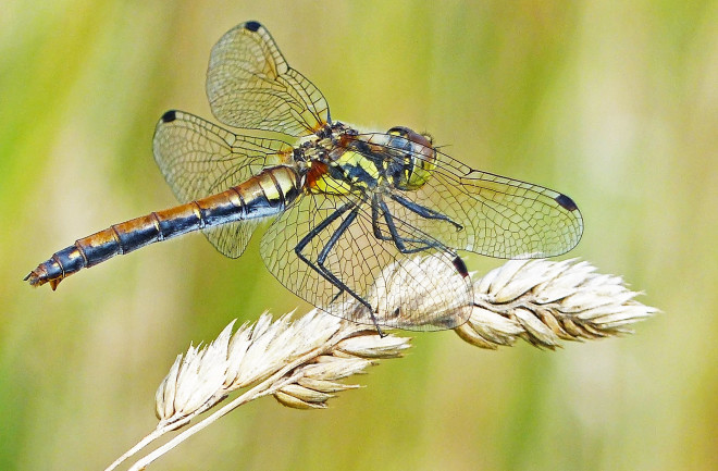 Black Darter Dragonfly