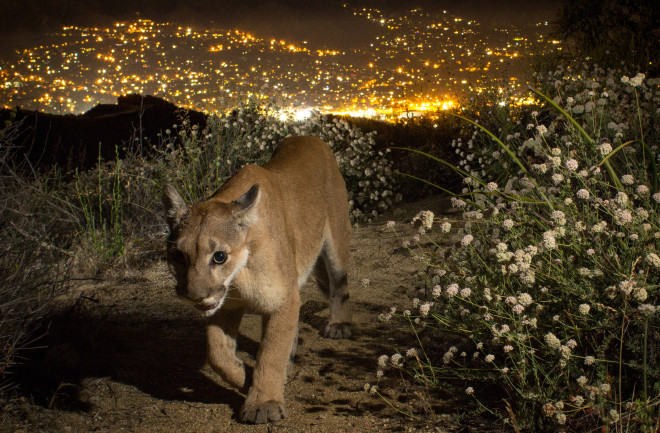 DSC-CR1219 01 mountain lion los angeles