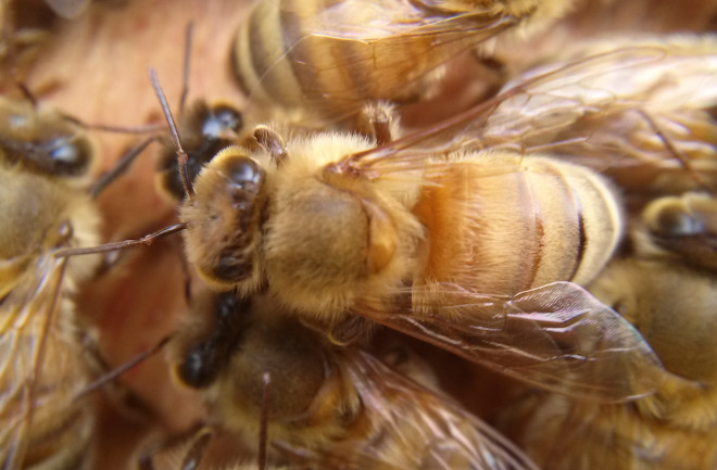 Bee