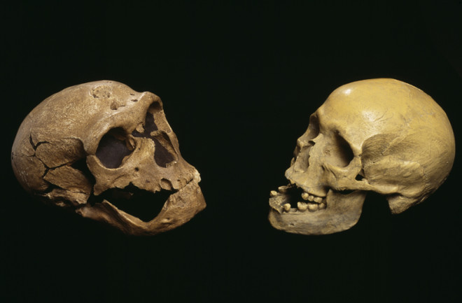 Neanderthal vs Human Skulls - Science Source
